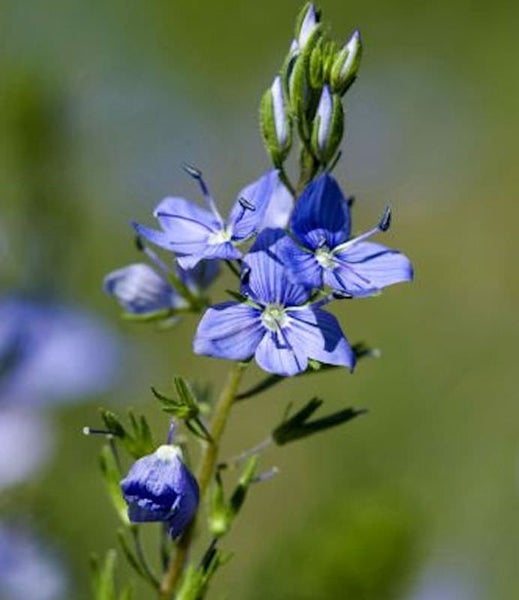 Nahaufnahme einer Ehrenpreis Pflanze mit blauen Blüten.