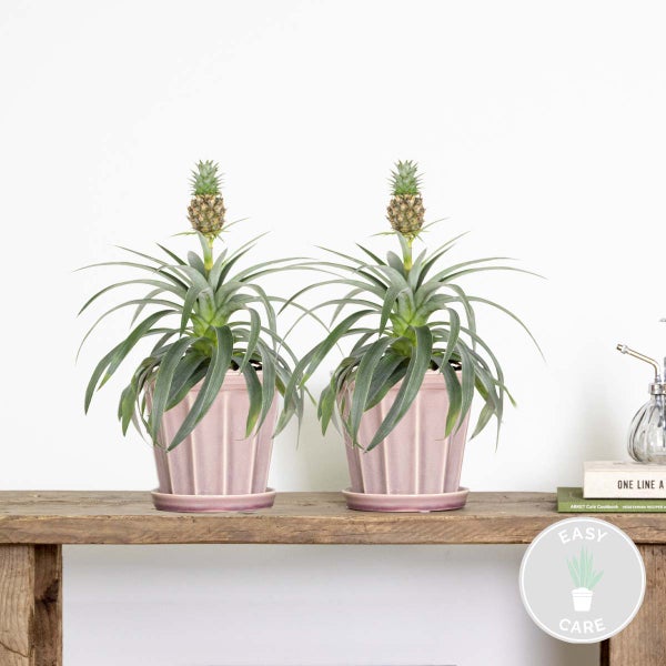 Zwei Ananaspflanzen in Töpfen auf einem Holztisch mit dem Symbol für einfache Pflege.