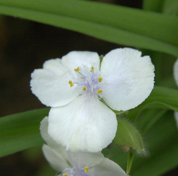 Nahaufnahme einer weißen Tradescantia-Blüte im Garten.