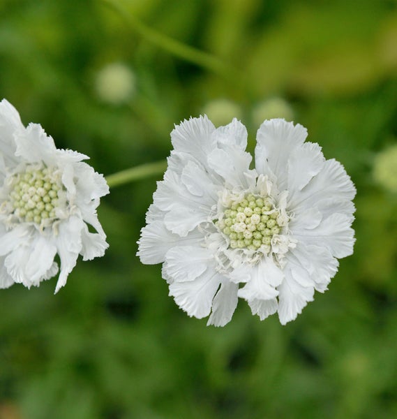Zwei Scabiosa Blumen mit weißen Blütenblättern