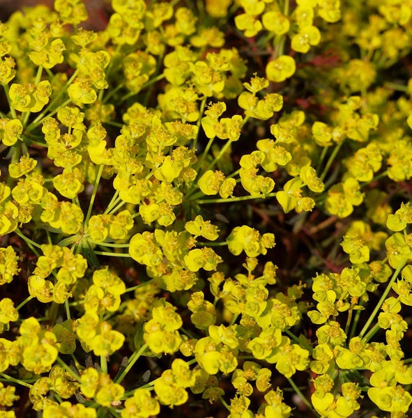 Nahaufnahme von gelb blühender Wolfsmilch