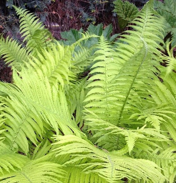 Nahaufnahme von Farnpflanzen im Garten.