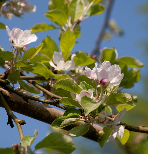 Apfelbaumblüten am Ast