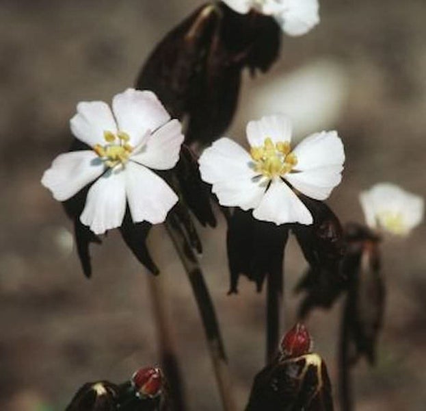 Blühende Waldmohn-Pflanze mit weißen Blüten