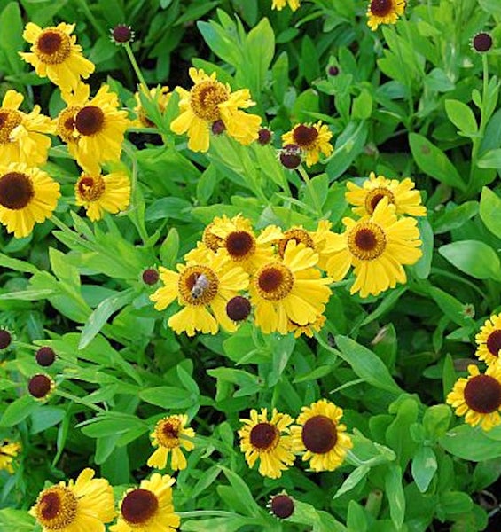 Nahaufnahme von gelben Sonnenbrautblüten mit grünen Blättern