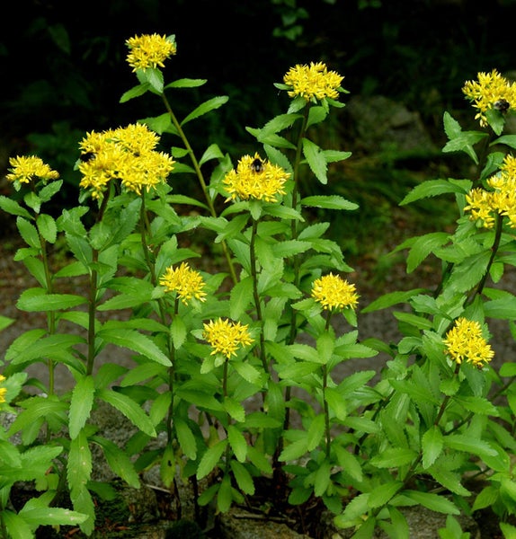 Goldrute Staude mit gelben Blüten und grünen Blättern
