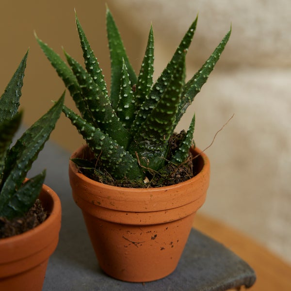 Bloomique – 3er-Mix – Mini-Sukkulenten – Sukkulenten – Zimmerpflanzen – sehr pflegeleicht – 5–10 cm hoch – Terrakotta-Topf 3,5 cm