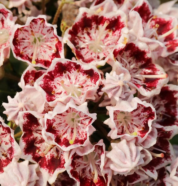 Blütenstand der Lorbeerrose mit Muster