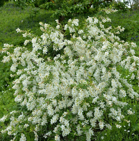 Blühender Brautstrauch im Garten