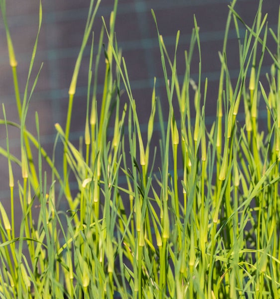 Schnittlauchpflanze im Garten