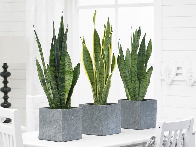 Bloomique - 2er Set - Sansevieria Laurentii - Bogenhanf - Sukkulenten - Zimmerpflanzen - Sehr Pflegeleicht - Höhe 60-70 cm - Topf 17 cm