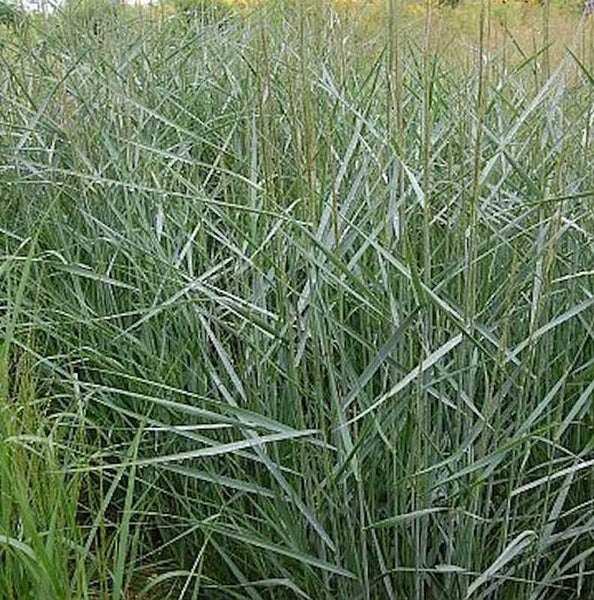 Blaues Pfeifengras im Feld