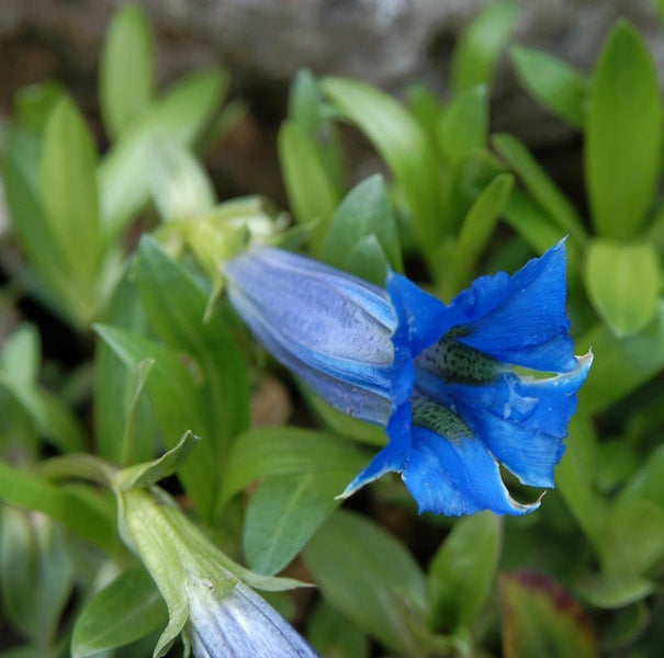 Nahaufnahme einer blauen Enzianblüte mit grünen Blättern