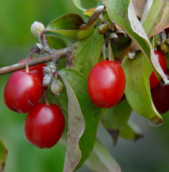 Reife Kornelkirschen am Strauch mit Blättern