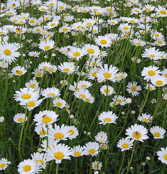 Feld mit Margeritenblüten