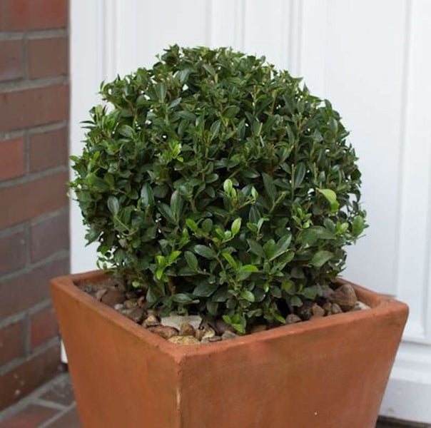 Kugelbuchsbaum in quadratischem Pflanzgefäß für den Außenbereich