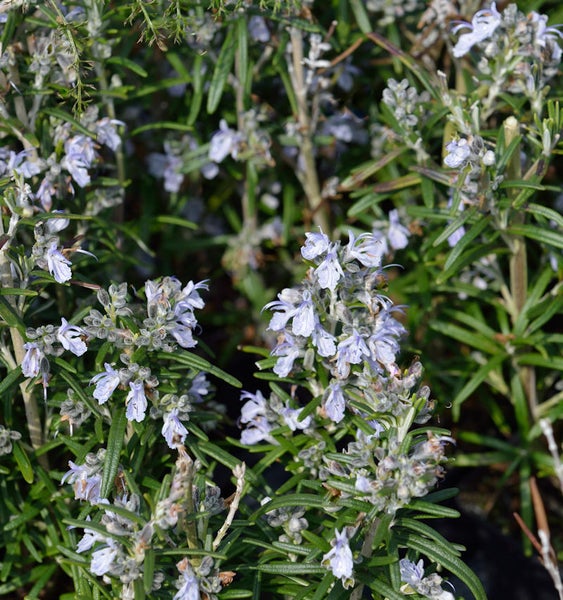 Blühender Rosmarin