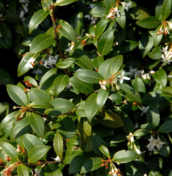 Immergrüner Ölbaum mit Blättern und Blüten