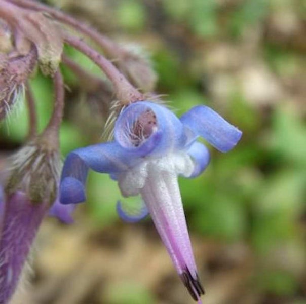 Nahaufnahme einer blauen Blüte