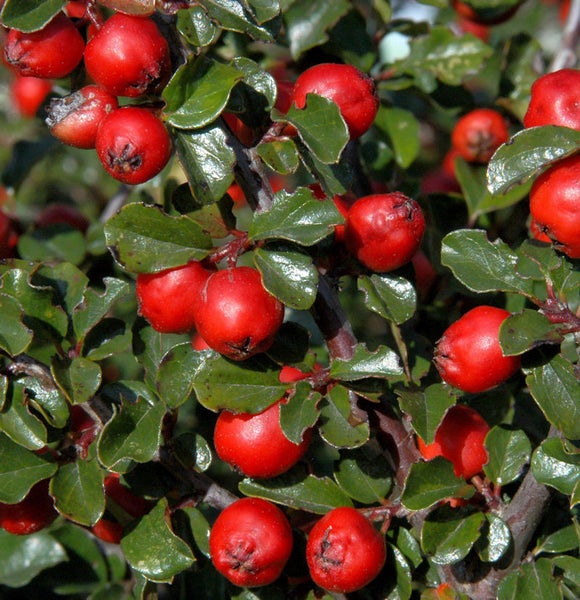 Im Bild sind rote Zwergmispel-Beeren mit grünen Blättern zu sehen.