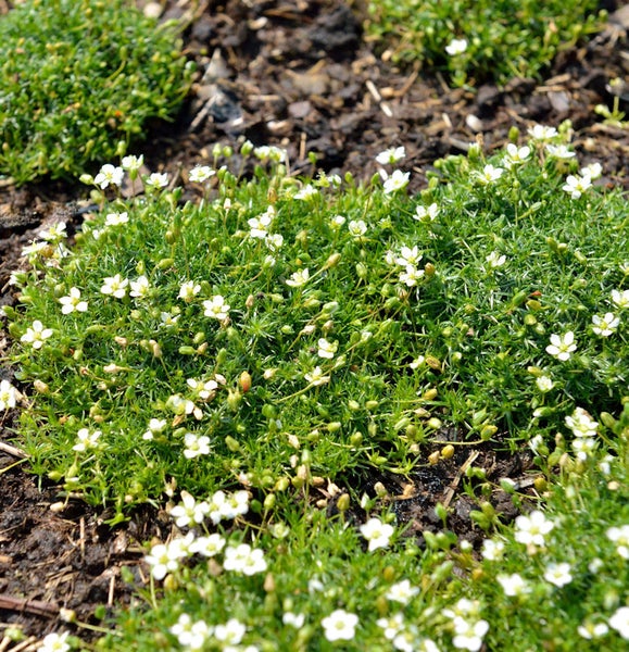 Teppich-Sandkraut mit weißen Blüten