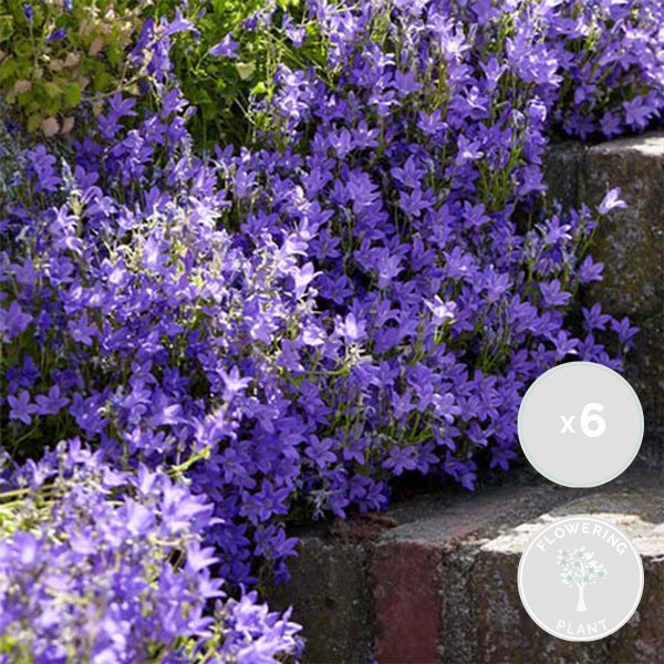 6x Campanula 'Ambella Lavender' - Glockenblume - Bodendecker - Winterherz – ⌀10,5 cm - ↕15-20 cm