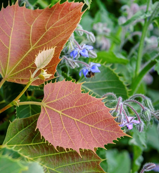 Nahaufnahme von Blättern und Blüten einer Pflanze