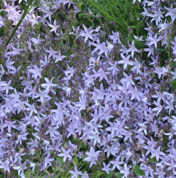 Blütenmeer mit sternförmigen, hellvioletten Blüten