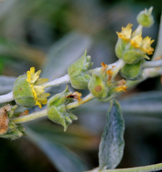 Nahaufnahme eines Zweigs mit gelben Blüten