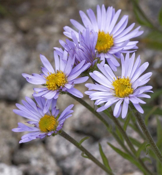 Nahaufnahme von glatten Asternblüten mit gelben Blütenkörbchen