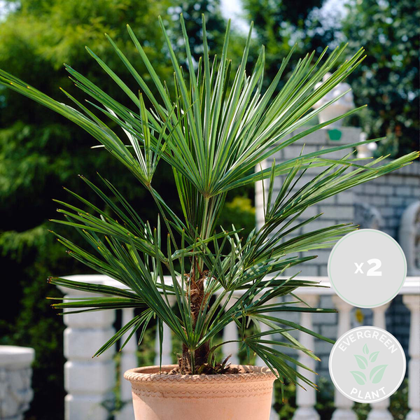 Bloomique - 2er Set - Washingtonia Robusta - Mexikanische Fächerpalme - Palme - Winterharte Balkonpflanzen - Gartenpflanzen Winterhart - Höhe 70-80 cm - Topf 17 cm