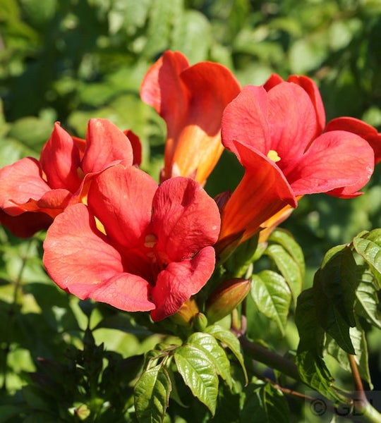 Blühende Klettertrompete im Detail