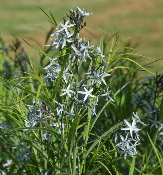 Blühende Sumpf-Gladiole im Garten