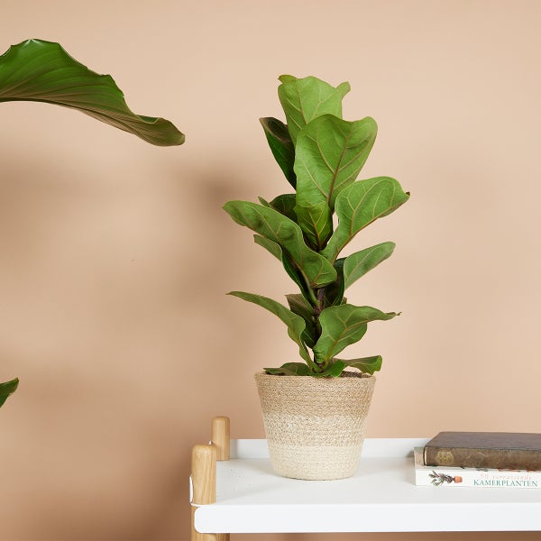 Bloomique - Ficus Lyrata Bambino - Geigenfeige - Zimmerpflanzen - Pflegeleicht - Luftreinigend - Höhe 30-40 cm - Topf 12 cm