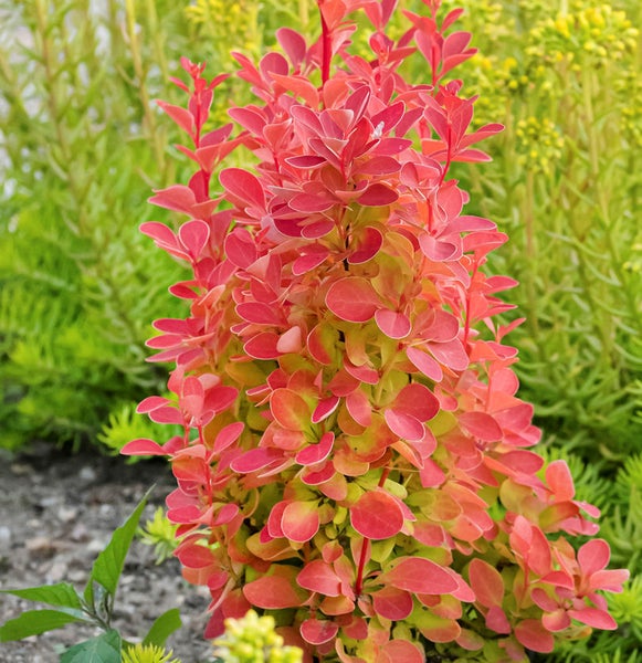 Sauerdornpflanze mit roten Blättern