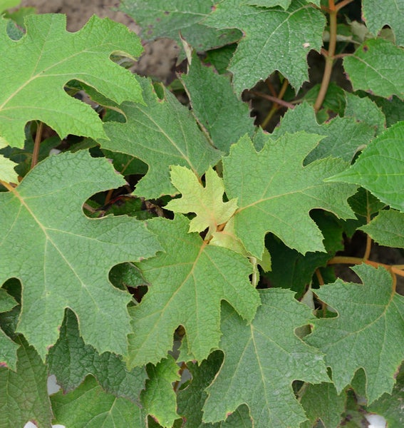 Nahaufnahme von Eichenblatt-Hortensienblättern