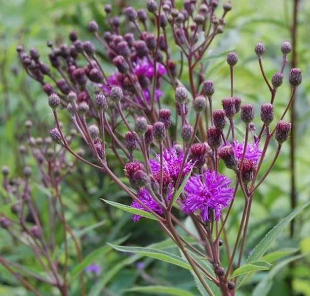 Nahaufnahme von Zottiger Aster mit violetten Blüten