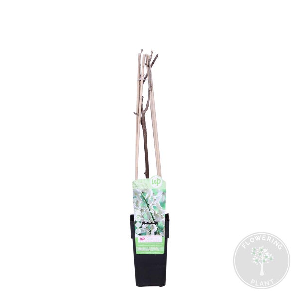 Bloomique - Wisteria Floribunda Alba - Blauregen Kletterpflanze - Weiß - Kletterpflanzen - Gartenpflanzen - Winterhart - 50-70 cm Hoch - Topf 15 cm