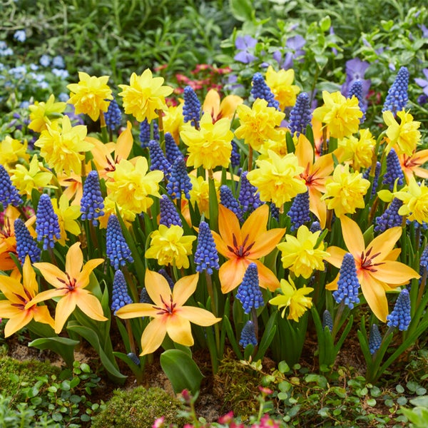 Bloomique - Mischung aus 50 - Wildblumen-Mischung - Mischung aus 4 Arten - Blumenzwiebeln - Frühlingsblüte - mehrjährige Pflanzen - wird bis zu 10 bis 25 cm groß