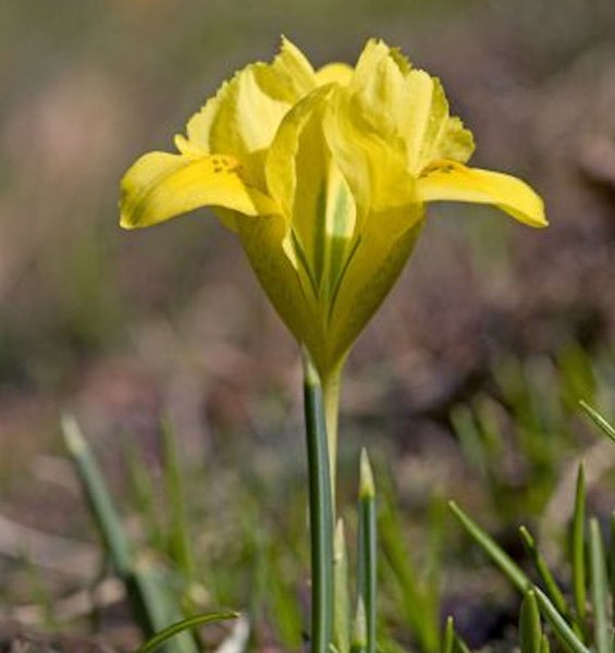 Gelbe Schwertlilie im Garten