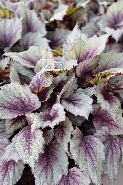 Begonia Beleaf Mix - Blatt-Begonie - 6er-Set - Zimmerpflanze - Pflegeleichte Pflanze für drinnen - ⌀12 cm - 20-25 cm