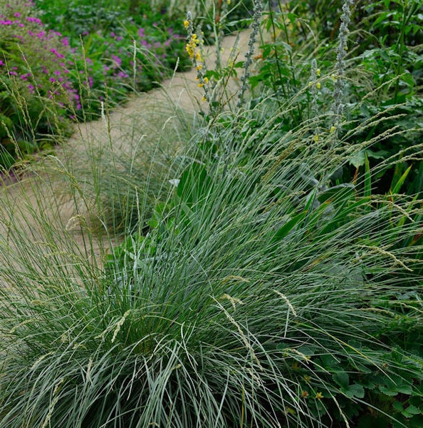 Nahaufnahme von Blauschwingelgras in einem Garten