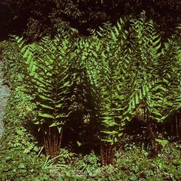 Detailaufnahme von Waldsteinia ternata Farnpflanzen im Garten.