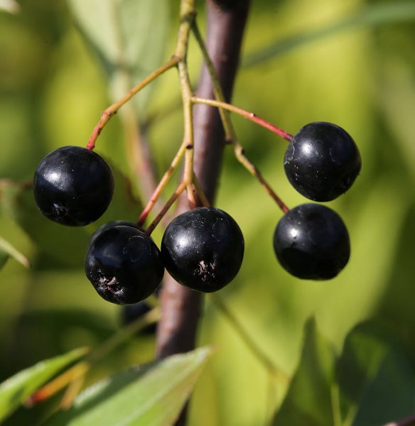 Aronia Beeren an einem Zweig