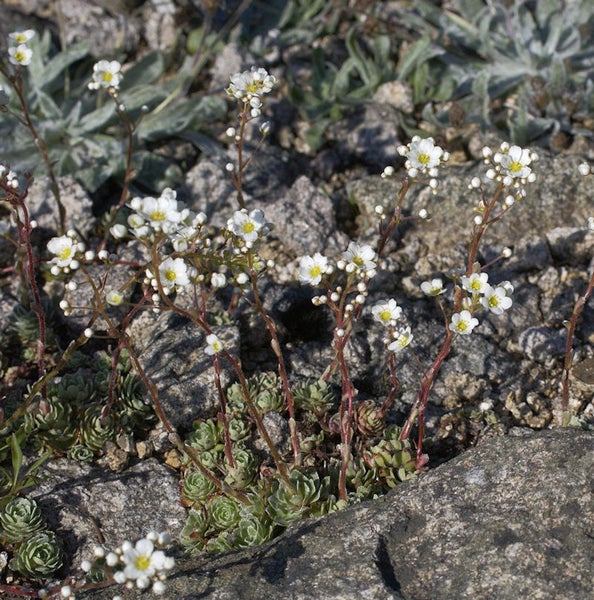 Blühende Steinbrechpflanze im Steingarten