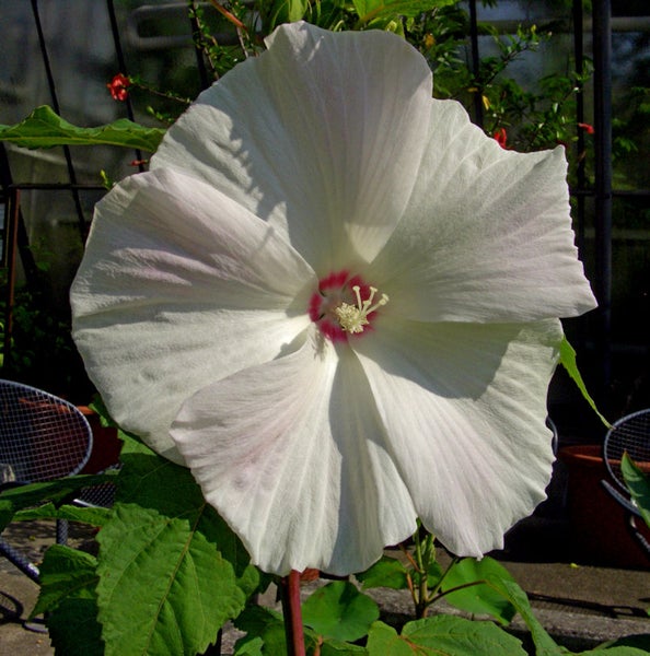 Nahaufnahme einer einzelnen, weißen Hibiskusblüte mit rosafarbenem Zentrum