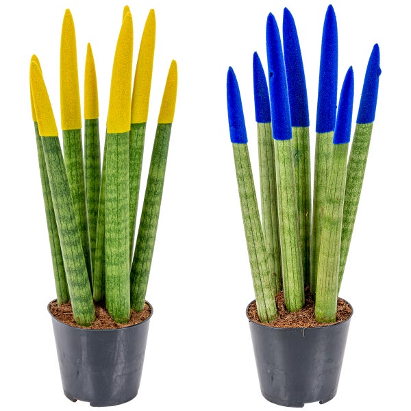 Bloomique - 2er-Set - Sansevieria Velvet Touch - Schwiegermutterzunge - Bogenhanf - Zimmerpflanzen - Luftreinigend - Sehr pflegeleicht - 20-30 cm Hoch - Topf 9 cm