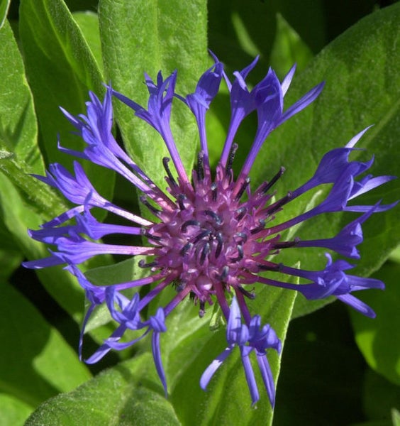 Nahaufnahme einer Kornblume im Garten