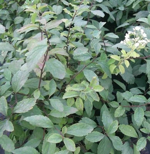 Nahaufnahme einer blühenden Spirea-Pflanze