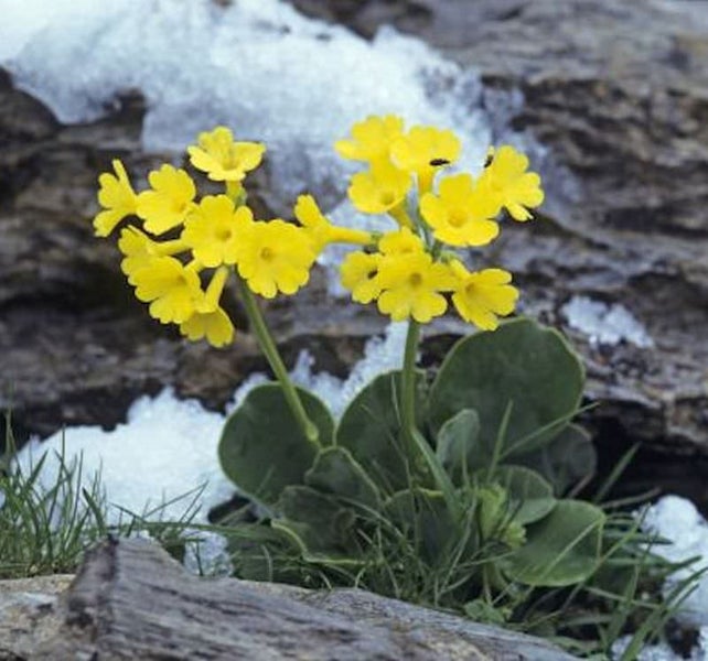 Gelbe Aurikelblüten mit Blättern auf Felsen und Schnee